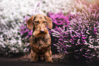 wire-haired dachshund