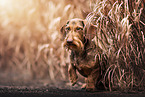 wire-haired dachshund