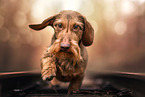 wire-haired dachshund