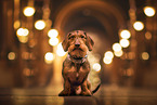 wire-haired dachshund