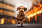 wire-haired dachshund