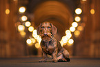 wire-haired dachshund