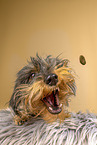 Dachshund