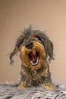 Dachshund