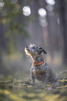 wirehaired Dachshund