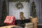 wirehaired Dachshund