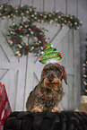 wirehaired Dachshund