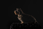 wirehaired Dachshund