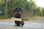 wirehaired Dachshund