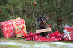 wirehaired Dachshund