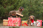 wirehaired Dachshund