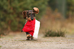 wirehaired Dachshund