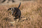 wirehaired Dachshund
