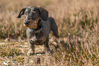 wirehaired Dachshund