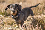 wirehaired Dachshund