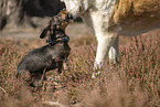 wirehaired Dachshund