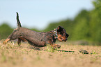 wirehaired Dachshund