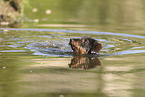 wirehaired Dachshund