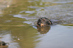 wirehaired Dachshund