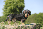 wirehaired Dachshund