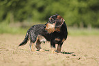 wirehaired Dachshund
