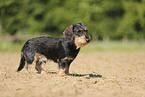 wirehaired Dachshund