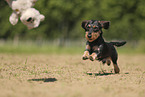 wirehaired Dachshund
