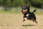 wirehaired Dachshund