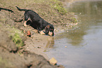 wirehaired Dachshund