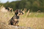 wirehaired Dachshund