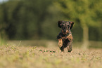 wirehaired Dachshund