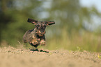 wirehaired Dachshund