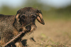 wirehaired Dachshund