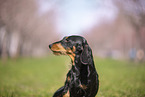 wirehaired Dachshund