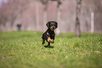 wirehaired Dachshund