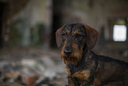 wirehaired Dachshund