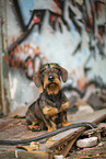 wirehaired Dachshund