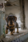 wirehaired Dachshund