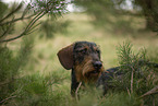 wirehaired Dachshund