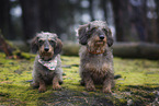 wirehaired Dachshund