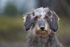 wirehaired Dachshund