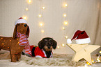 wirehaired Dachshund in christmas decoration