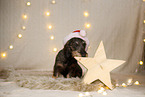 wirehaired Dachshund in christmas decoration