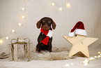 wirehaired Dachshund in christmas decoration