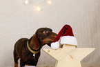 wirehaired Dachshund in christmas decoration