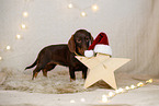 wirehaired Dachshund in christmas decoration