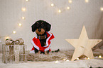 wirehaired Dachshund in christmas decoration