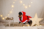 wirehaired Dachshund in christmas decoration