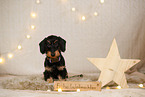 wirehaired Dachshund in christmas decoration