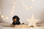 wirehaired Dachshund in christmas decoration